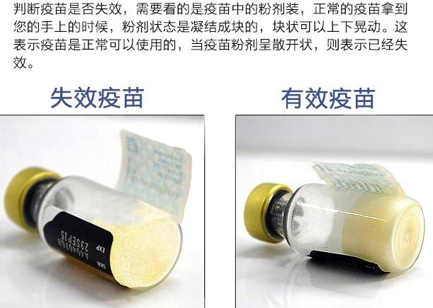 如何辨別輝瑞衛(wèi)佳疫苗真假？(圖1)